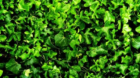 Tropical green leaf Stock Photos
