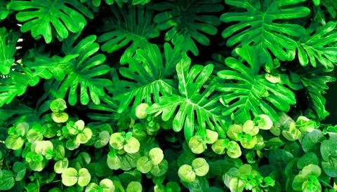 Tropical green leaf Stock Photos