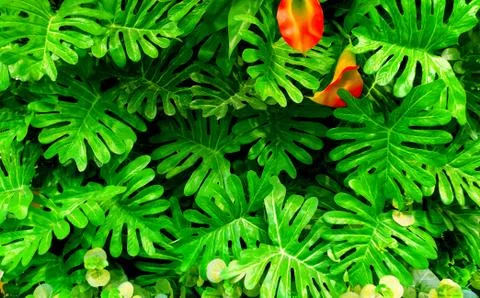 Tropical green leaf Stock Photos