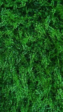 Tropical green leaf Stock Photos