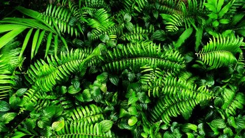 Tropical green leaf Stock Photos