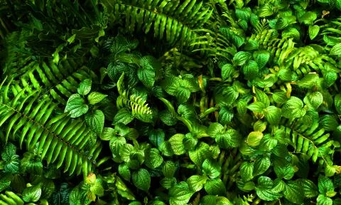Tropical green leaf Stock Photos