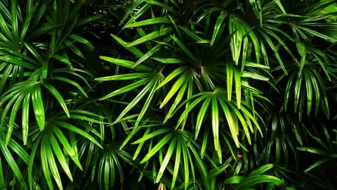 Tropical green leaf Stock Photos