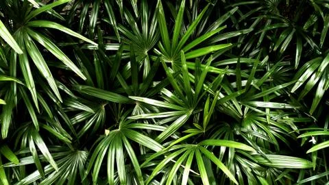 Tropical green leaf Foto stock