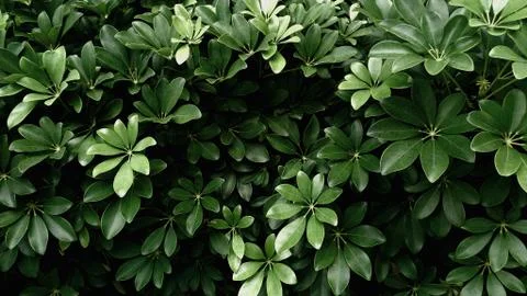 Tropical green leaf Stock Photos