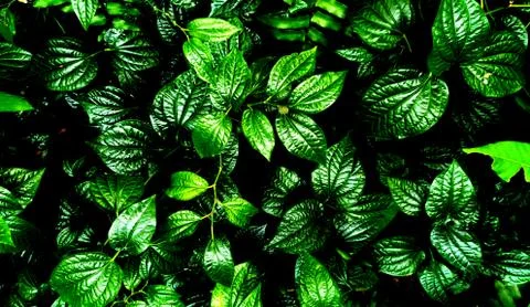 Tropical green leaf Stock Photos