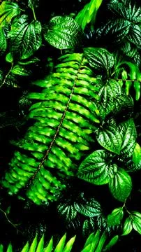 Tropical green leaf Stock Photos