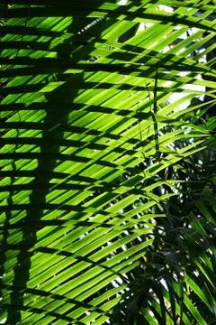 Tropical green leaf. Stock Photos
