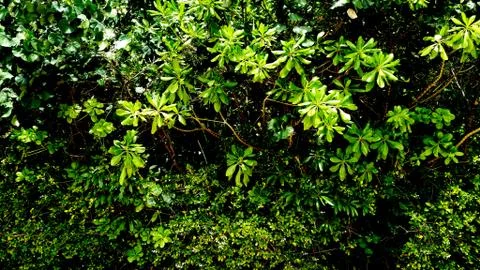 Tropical green leaf Stock Photos