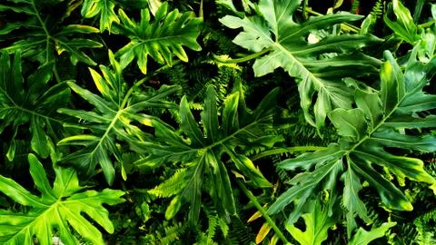 Tropical green leaf Stock Photos