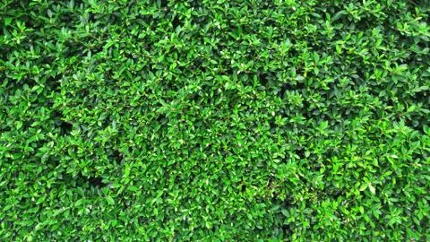 Tropical green leaf Stock Photos
