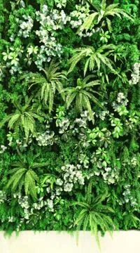 Tropical green leaf Stock Photos