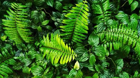Tropical green leaf 스톡 사진