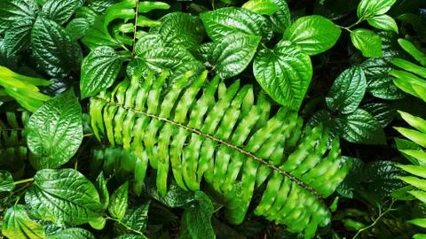 Tropical green leaf Stock Photos