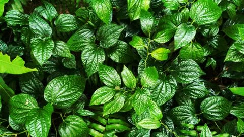 Tropical green leaf Stock Photos