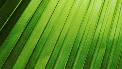 Tropical green leaf Stock Photos
