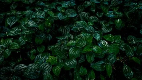 Tropical green leaf Stock Photos