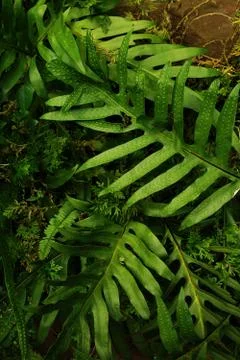 Tropical green leaf Stock Photos
