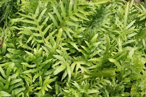 Tropical green leaf Stock Photos