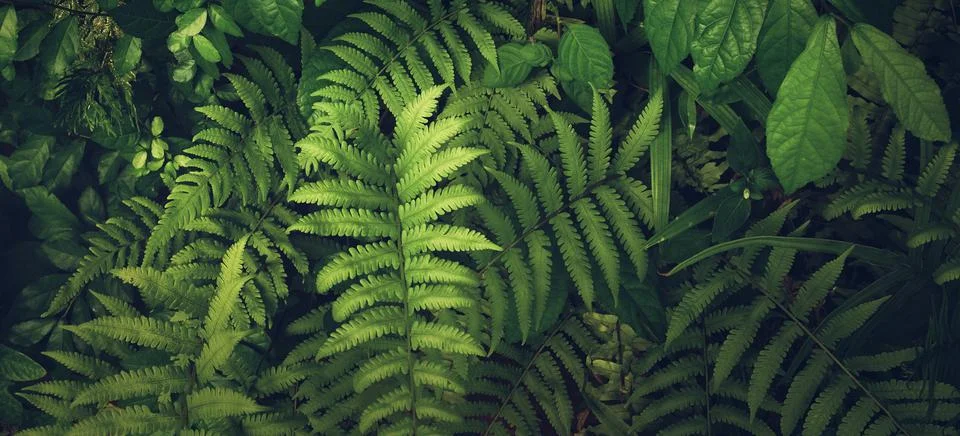 Tropical green leaf Stock Photos