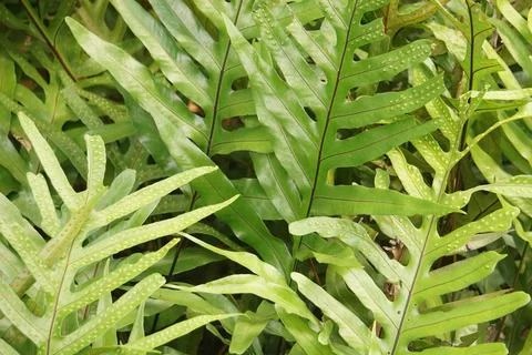 Tropical green leaf Stock Photos