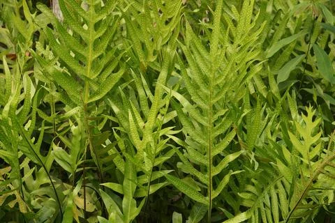Tropical green leaf Stock Photos