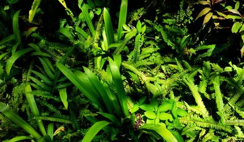 Tropical green leaf Stock Photos