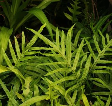 Tropical green leaf Stock Photos