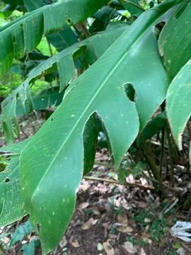 Tropical Green Leaf Stock Photos