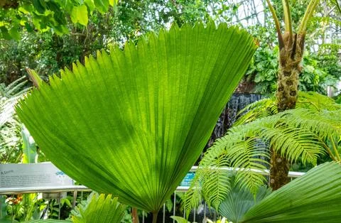 Tropical green leaf Stock Photos