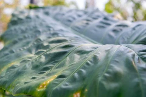 Tropical Green Leaf Texture Closeup Stock Photos