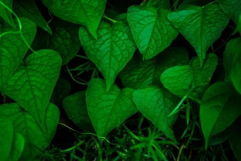Tropical green leaf texture, Stock Photos