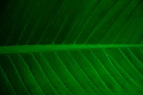 Tropical green leaf texture, Stock Photos