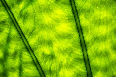Tropical green leaf textures background. Stock Photos
