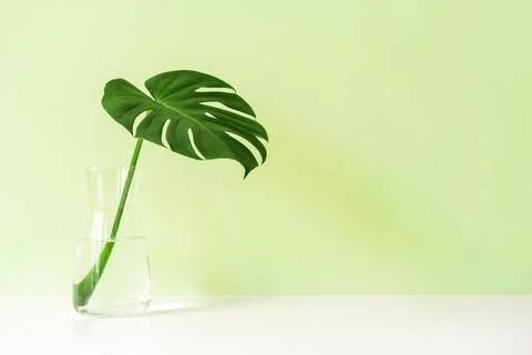 Tropical green leaf on white table with color background and copy space Photos