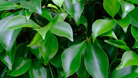 Tropical green leaves close-up, texture and abstract natural background. Stock Footage 232444355