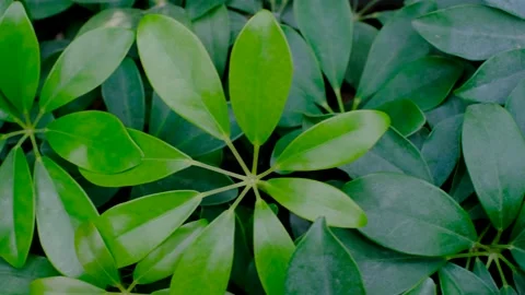 Tropical green leaves close-up, texture and abstract natural background. Stock Footage 232562569