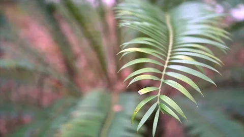 Tropical Green Leaves Stock Footage 172351144
