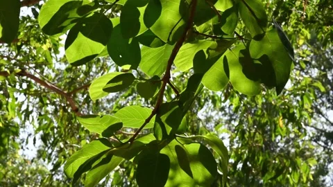 Tropical Green Leaves Stock Footage 250054112