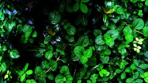 Tropical green mint leaf Stock Photos