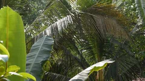Tropical green palm leaf with sun light, abstract natural background. Lush Stock Footage 201600842