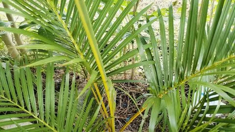 Tropical Green Palm Leaf Texture Background Close Up Photos
