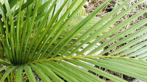 Tropical Green Palm Leaf Texture Background Close Up Photos