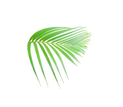 Tropical green palm leaf tree isolated on white background Stock Photos
