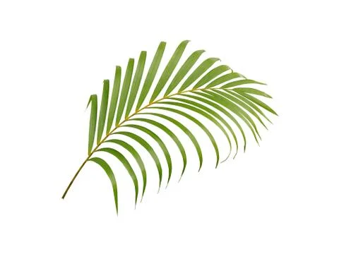 Tropical green palm leaf tree isolated on white background Stock Photos