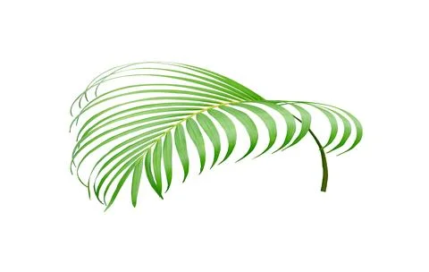 Tropical green palm leaf tree isolated on white background Stock Photos