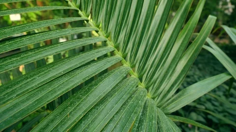 Tropical green palm in thick forest Stock Footage 117425330