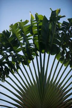 Tropical green pattern texture. Tropical leaf texture, palm foliage nature green Stockfoto's