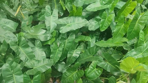 Tropical Green Philodendron Leaves Blowing in Breeze Stock Footage 339592853