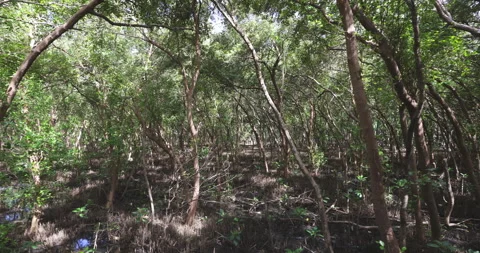 Tropical green rainfirest trail pathway movement video Stock Footage 337290413